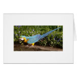 Feathered Family Parrot Rescue Card