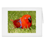 Feathered Family Parrot Rescue Greeting Card