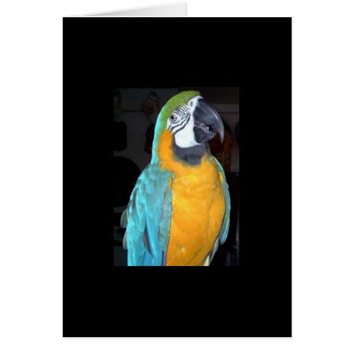 Feathered Family Parrot Rescue Greeting Cards