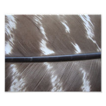 featherly proche photos d’art