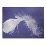 Feathers are symbols of spirituality postcard