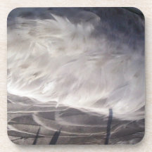 Feathers from Seagull Beverage Coaster