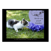 Feathers Life Lessons From A Cat ACEO Art Cards