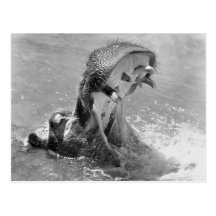 Feed Me Hippo Postcard