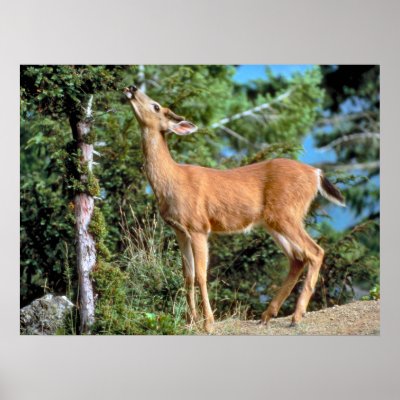 Feeding Deer Print by MuseMagic