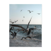 Feeding Frenzy Postcard