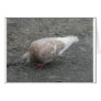 Feeding Pigeon Card