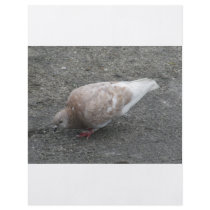 Feeding Pigeon Full Color Flyer