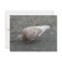 Feeding Pigeon Personalized Invites