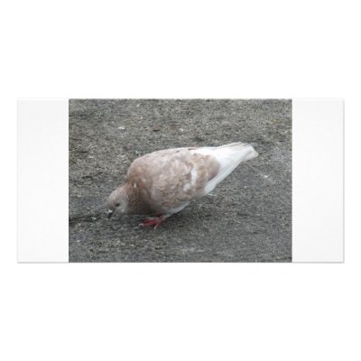 Feeding Pigeon Photo Card Template by A_Phoenix