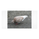 Feeding Pigeon photo cards