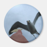 Feeding the Gulls Magnets