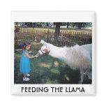 FEEDING THE LLAMA REFRIGERATOR MAGNET