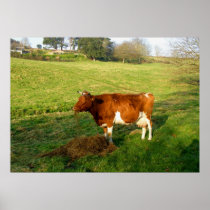 Feeding time for Guernsey cow Posters