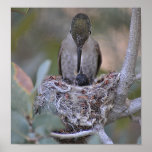 Feeding time Humminbird Babe Posters