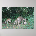 FEEDING TIME POSTERS