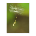 Feel free - flying Dandelion seeds Postcards