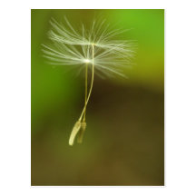 Feel free - flying Dandelion seeds Postcards