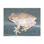 Feelin' Froggy Postcard