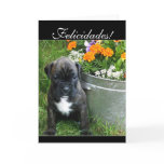Felicidades Boxer puppy greeting card