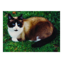 Feline Beauty Invitations