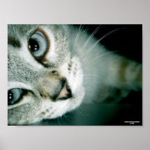 Feline Friends 001 Print