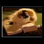 Feline Lincoln postcards