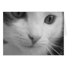 felines cartes