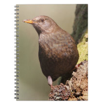 Female Blackbird Notebook