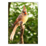 Female Cardinal