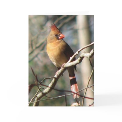 Female Cardinal Card by naturegirl7