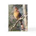 Female Cardinal Card