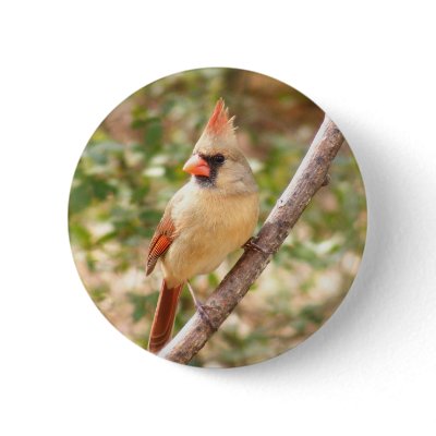 Female Cardinal on Branch Pins by TLArnold