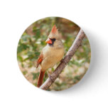 Female Cardinal on Branch buttons