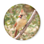 Female Cardinal on Branch Refrigerator Magnet