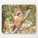 Female Cardinal on Branch Mousepads