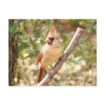 Female Cardinal on Branch Postcards
