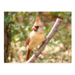 Female Cardinal on Branch Postcards