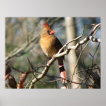Female Cardinal Print