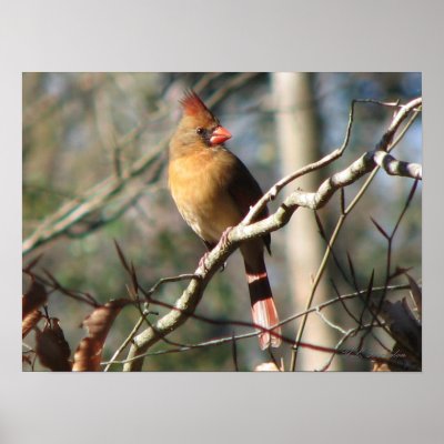 Female Cardinal Print by naturegirl7