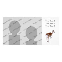 Female Deer. Photo Card