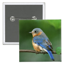 Female Eastern Bluebird, Sialia sialis Pinback Buttons