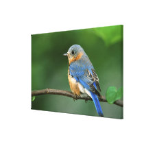 Female Eastern Bluebird, Sialia sialis Gallery Wrap Canvas
