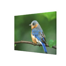 Female Eastern Bluebird, Sialia sialis Gallery Wrap Canvas