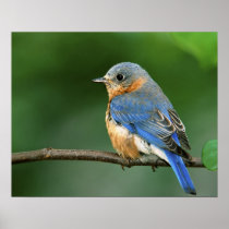 Female Eastern Bluebird, Sialia sialis
