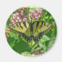 Female Eastern Tiger Swallowtail Butterfly Magnet