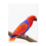 Female Eclectus Parrot Postcard
