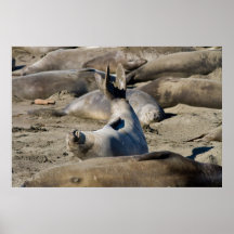 Female Elephant Seal Posters