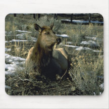 Female Elk Reclining, Winter Mousepads