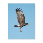 Female Everglades Kite postcards